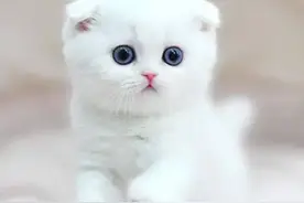 白猫的五大性格分析！优雅聪慧兼具，简直是“精灵系萌猫”图片