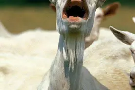 羊中毒的解决办法图片