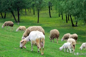 民间故事：土匪抢粮，放羊娃吹口哨，蛤蟆遍地叫声震天，爬向土匪图片