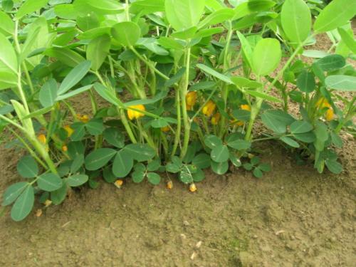 农民种花生，关于使用花生三遍药，给大家一些建议