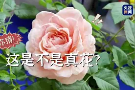 高手在民间！女子卫生纸造花超逼真图片