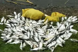 广东惠州的海水严重污染？海滩上出现大量死鱼，尸体绵延数百米图片