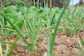 露天种植+本地农民自产，入冬生态蔬菜可以安排上了图片