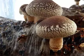 种植香菇的技巧 这几点要知道图片