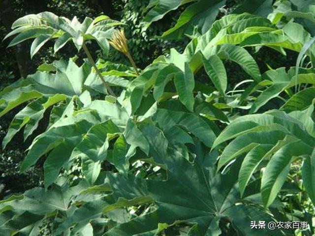 农村一种常见植物，茎髓堪比黄金，300元一斤，不少农民抢着种植