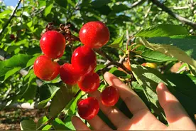 现在樱桃正当季，教你做樱桃果酱，酸甜可口，留住初夏甜美的滋味图片