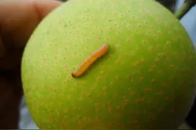 梨果表面有蛀孔和黑疤？这是梨小食心虫危害！4大防治措施来帮你图片