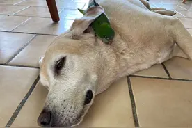 一只狗救了一只鸟，从此以后它们就成了形影不离的好伙伴图片