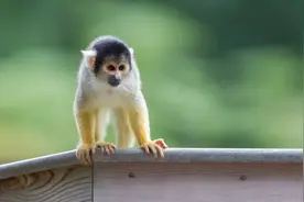 人类专属“聪明基因”被发现！植入猴子体内，神奇的事情发生了图片