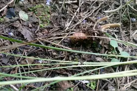 又一“虫草”走红，去年一斤90元，如今已翻3倍，7月遭疯狂采挖图片