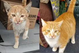 15只猫咪收养前后的对比图，看完后满满的惊喜和感动图片