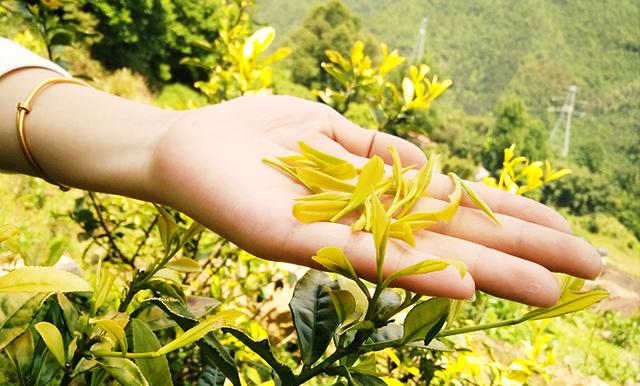 茶汤如鸡汤般顺滑的秘密：为何氨基酸含量会那般高？