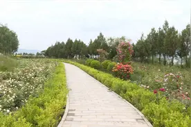 秦州：200亩月季花开成海 北山生态园邀你来共“赏”图片