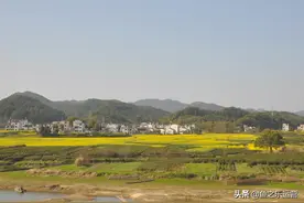 春天里的油菜花交响曲图片