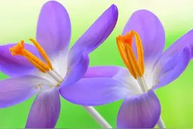 夫妻分居两地，留守在家的女人会怎么做呢？她们都说出了心里话图片