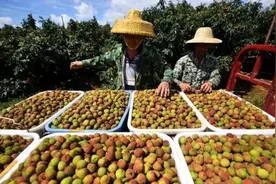 红红火火！今年超1.5万吨广东荔枝出口20多个国家和地区图片