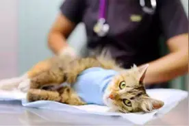 猫咪绝育后会有什么变化？铲屎官含泪告诉你绝育后注意事项图片