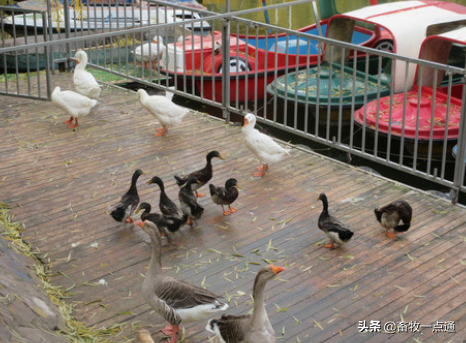 常用动物性蛋白质肉骨粉有哪些？各有何特点？