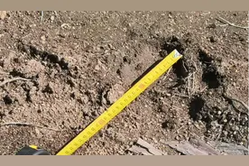 网传吉林蛟河东北虎咬死黄牛，官方最新通报！林场人员：专家说是一只2岁多幼虎图片