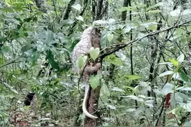 云南村民家中发现穿山甲，它的鳞片真能治病？专家：和指甲差不多图片