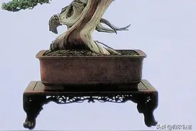 跟着谷主学盆景——盆景与盆栽图片