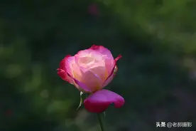 佳能的一款老镜头拍花、拍建筑，各位老师看看值得留下吗？图片