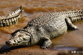 世界十大最耐饿的动物，洞螈竟然能10年不进食图片