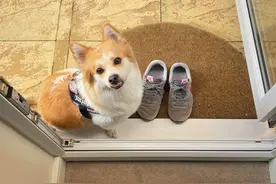 一只“流浪狗”，5年间去过21个国家，它上辈子拯救了银河系？图片