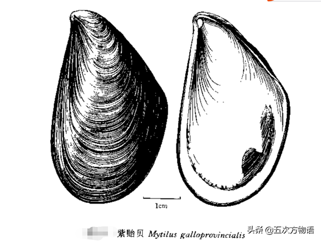 六耳赤嘴鱼胶有收藏价值吗 2026年六耳赤嘴鱼胶的功效和作用
