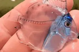 男子海滩捡到“透明鱼”，带回家去饲养，长大以后却大变样图片