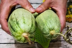 买羊角蜜，挑颜色深的还是浅的？瓜农告诉你，以后别再乱买了图片