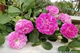 有两千多年种植史的蔷薇花，这样管理，也会拥有一个美丽的庭院图片