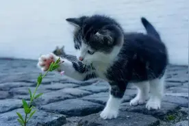 猫咪为什么不埋屎？图片
