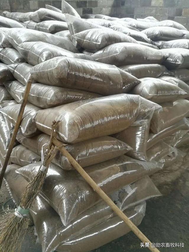 南方养猪种植什么牧草好？猪场为什么推荐种植牧草？