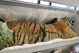 饲养员偷卖老虎尸体，泰国虎庙竟是屠宰场？人类的贪念有多可怕？图片