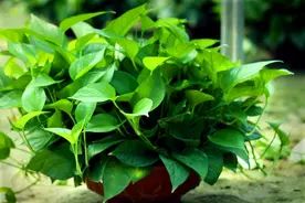 绿萝长得慢还黄叶？多浇一种水，做好2件事，长成绿帘子图片