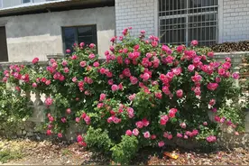 伊蕾莎斯特—无刺的藤本月季，花量巨多，适合做花墙，四季有花看图片