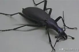 最擅长捕食蜗牛的昆虫！蜗牛被它盯上后无一生还图片