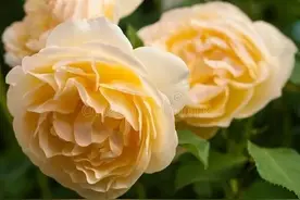 拼夕夕平价格裙店铺种草图片