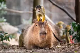 为什么水豚在动物界人缘好？颜值是其次，关键是肚子里“有货”图片