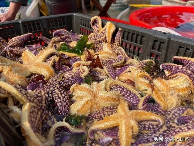 海星能和花胶一齐煲吗 2026年海星花胶可以一起煮吗