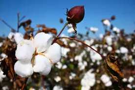 棉花帝国里的近代世界经济史图片
