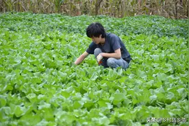 蔬菜招虫子别光知道喷农药，这两种农家老办法，效果比用药好图片