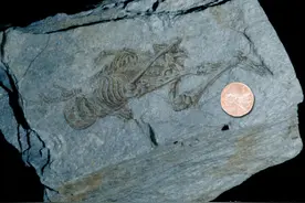 古代奇异人种揭秘（九）：南极小矮人化石图片