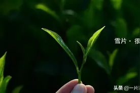 一篇文章告诉你，什么是雪片单丛图片