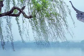 雅趣说“柳”：碧玉妆成一树高图片
