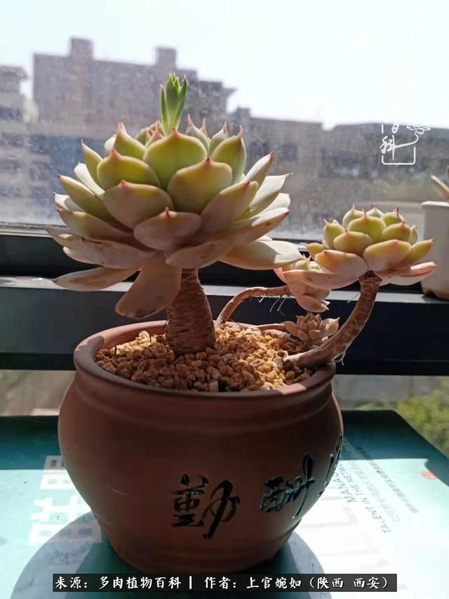 一入肉坑深似海之，我与多肉的不解之缘