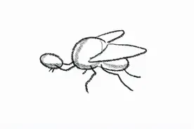 为什么苍蝇会把自己的头拧下来玩？苍蝇没有头为什么还能活？图片