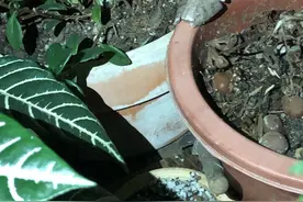 万物都有灵性，去年夏天的小青蛙，现在回来了图片