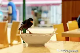 老安哥童心未泯，草地上设陷阱抓鸟，警方：罚款图片